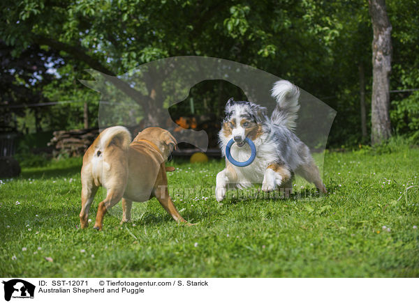 Australian Shepherd and Puggle / SST-12071
