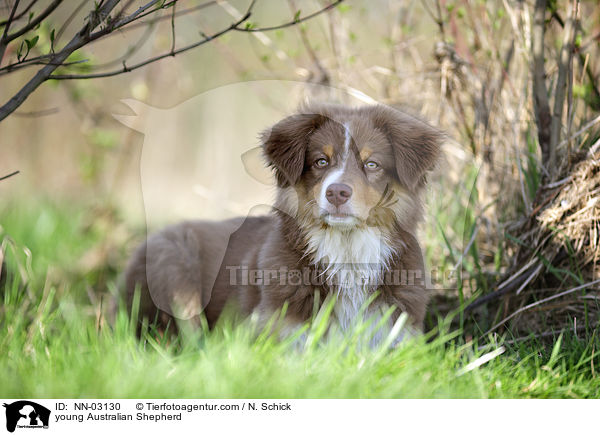 junger Australian Shepherd / young Australian Shepherd / NN-03130