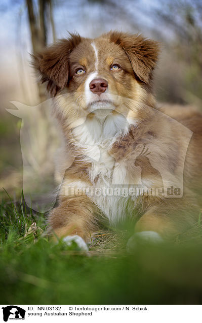 junger Australian Shepherd / young Australian Shepherd / NN-03132