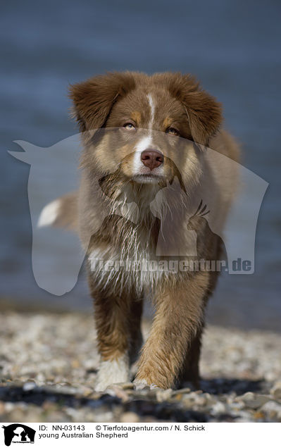 junger Australian Shepherd / young Australian Shepherd / NN-03143