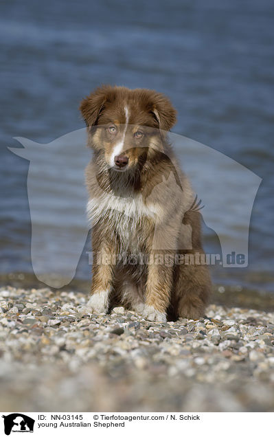 junger Australian Shepherd / young Australian Shepherd / NN-03145