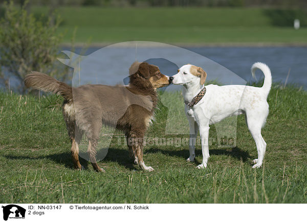 2 Hunde / 2 dogs / NN-03147