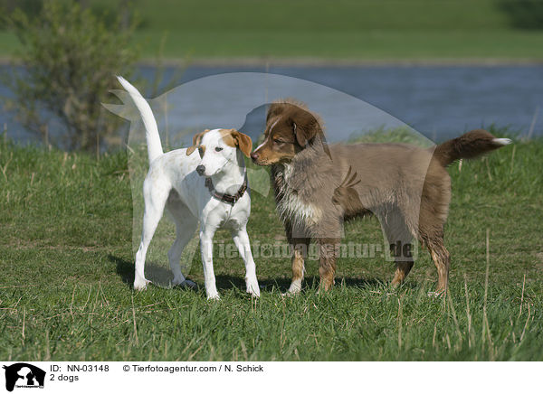 2 Hunde / 2 dogs / NN-03148