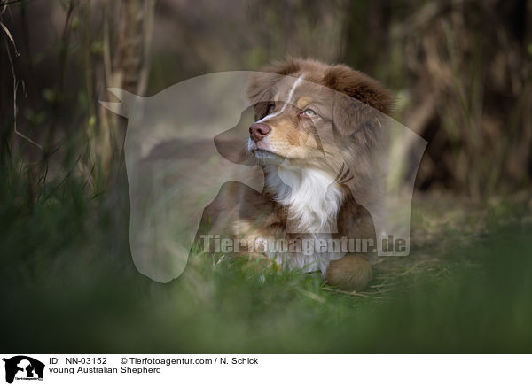 junger Australian Shepherd / young Australian Shepherd / NN-03152