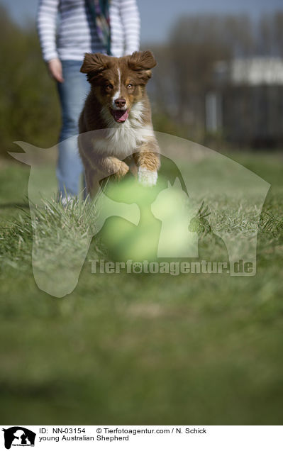 junger Australian Shepherd / young Australian Shepherd / NN-03154