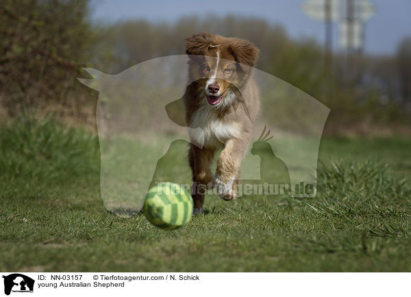 junger Australian Shepherd / young Australian Shepherd / NN-03157