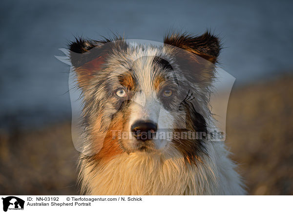Australian Shepherd Portrait / Australian Shepherd Portrait / NN-03192
