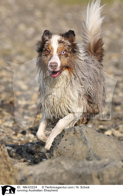 running Australian Shepherd / NN-03224