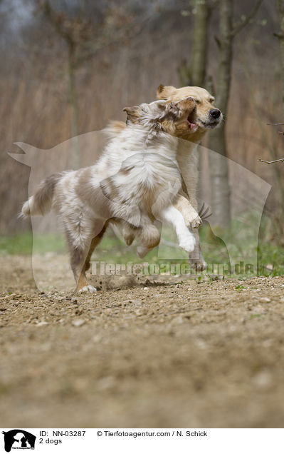 2 dogs / NN-03287