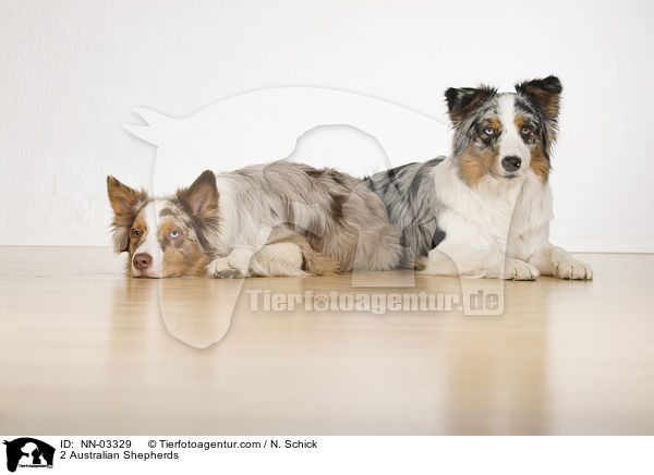 2 Australian Shepherds / 2 Australian Shepherds / NN-03329