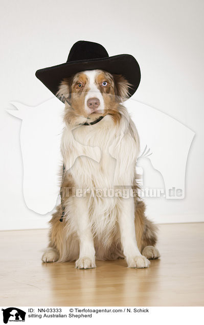 sitzender Australian Shepherd / sitting Australian Shepherd / NN-03333