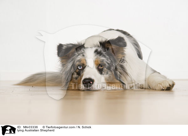 liegender Australian Shepherd / lying Australian Shepherd / NN-03336
