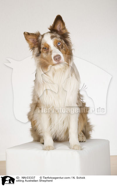 sitzender Australian Shepherd / sitting Australian Shepherd / NN-03337