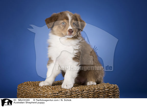 Australian Shepherd Welpe / Australian Shepherd puppy / NN-03349