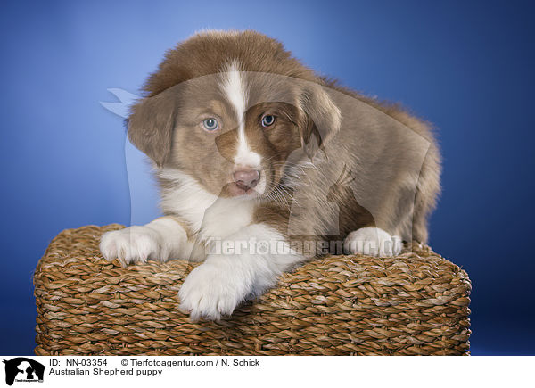 Australian Shepherd Welpe / Australian Shepherd puppy / NN-03354