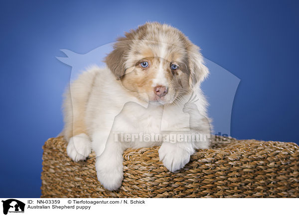 Australian Shepherd Welpe / Australian Shepherd puppy / NN-03359