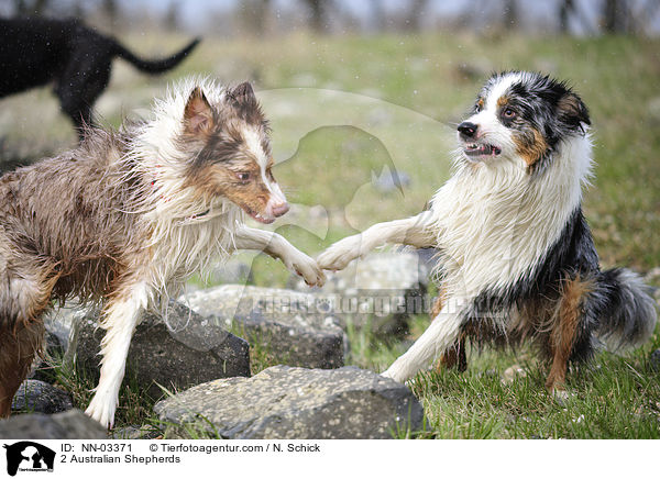 2 Australian Shepherds / NN-03371