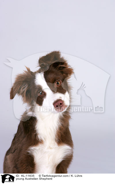 young Australian Shepherd / KL-11635