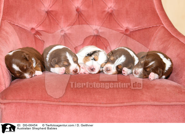 Australian Shepherd Babies / Australian Shepherd Babies / DG-06454