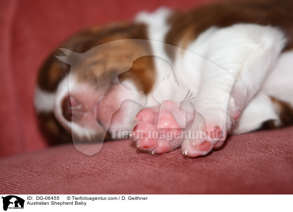 Australian Shepherd Baby / Australian Shepherd Baby / DG-06455