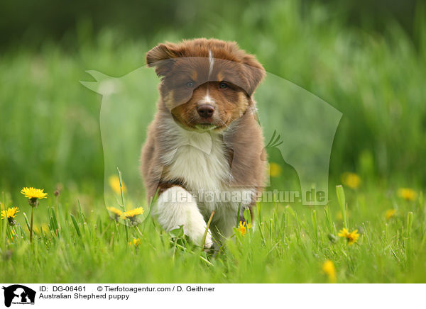 Australian Shepherd Welpe / Australian Shepherd puppy / DG-06461