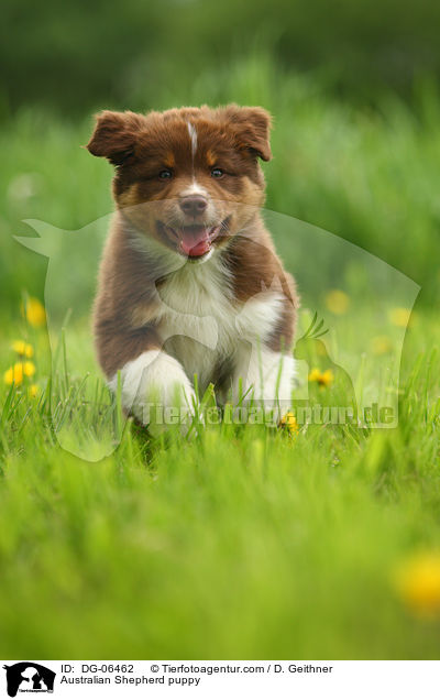 Australian Shepherd Welpe / Australian Shepherd puppy / DG-06462