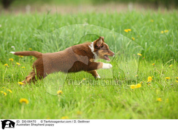 Australian Shepherd Welpe / Australian Shepherd puppy / DG-06470