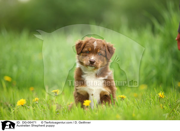 Australian Shepherd Welpe / Australian Shepherd puppy / DG-06471