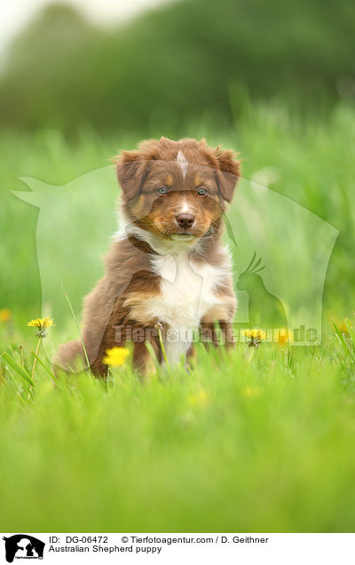 Australian Shepherd Welpe / Australian Shepherd puppy / DG-06472