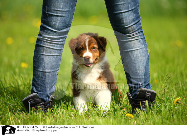 Australian Shepherd Welpe / Australian Shepherd puppy / DG-06475