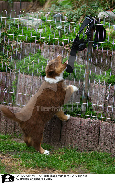 Australian Shepherd Welpe / Australian Shepherd puppy / DG-06476
