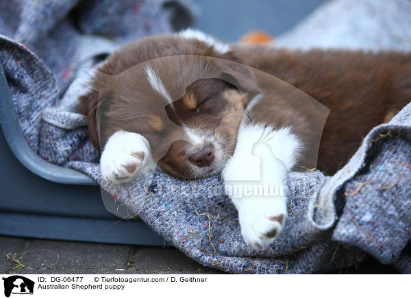 Australian Shepherd Welpe / Australian Shepherd puppy / DG-06477