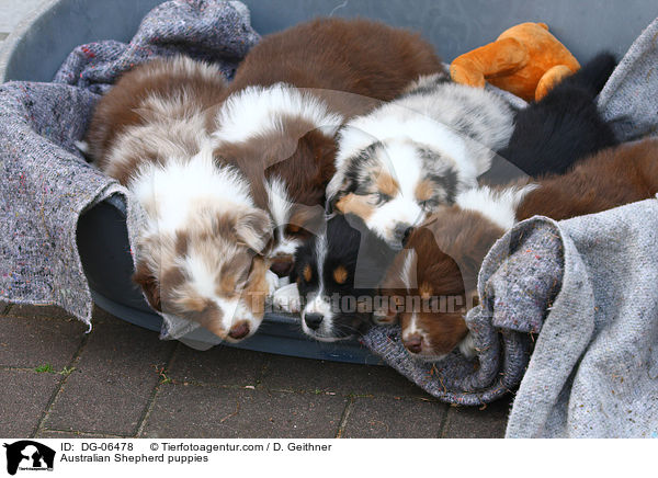 Australian Shepherd Welpen / Australian Shepherd puppies / DG-06478