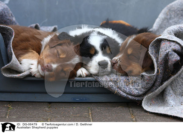 Australian Shepherd Welpen / Australian Shepherd puppies / DG-06479