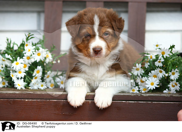 Australian Shepherd puppy / DG-06490