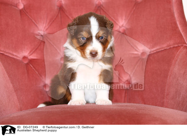 Australian Shepherd Welpe / Australian Shepherd puppy / DG-07249