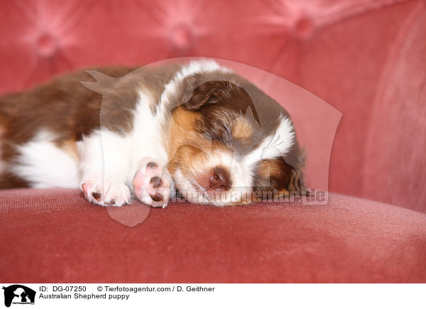 Australian Shepherd Welpe / Australian Shepherd puppy / DG-07250