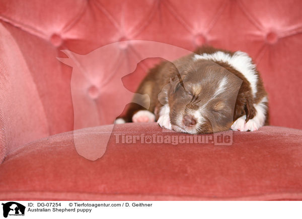 Australian Shepherd Welpe / Australian Shepherd puppy / DG-07254