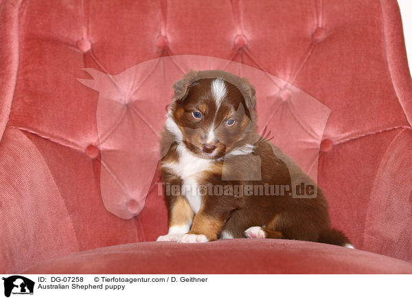 Australian Shepherd Welpe / Australian Shepherd puppy / DG-07258