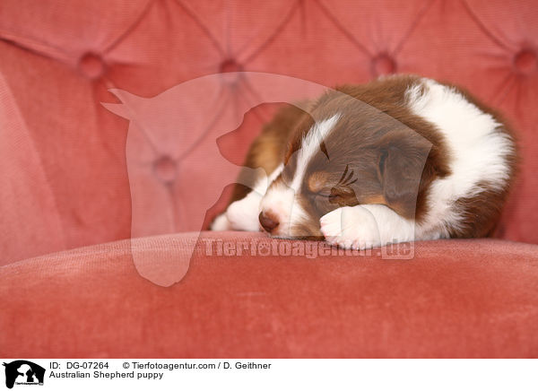 Australian Shepherd Welpe / Australian Shepherd puppy / DG-07264