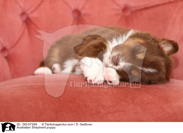 Australian Shepherd Welpe / Australian Shepherd puppy / DG-07268