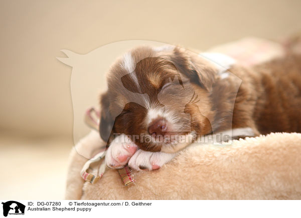 Australian Shepherd Welpe / Australian Shepherd puppy / DG-07280