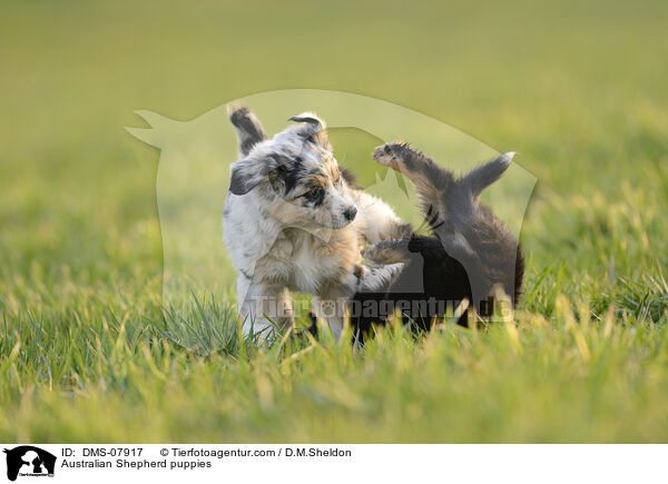 Australian Shepherd puppies / DMS-07917