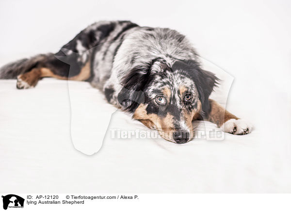 lying Australian Shepherd / AP-12120