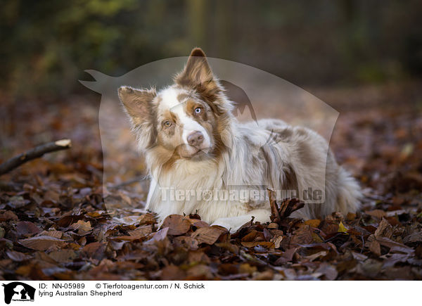liegender Australian Shepherd / lying Australian Shepherd / NN-05989