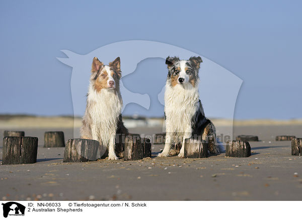 2 Australian Shepherds / 2 Australian Shepherds / NN-06033