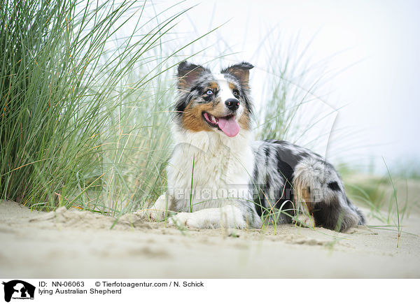 liegender Australian Shepherd / lying Australian Shepherd / NN-06063