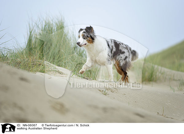 laufender Australian Shepherd / walking Australian Shepherd / NN-06067