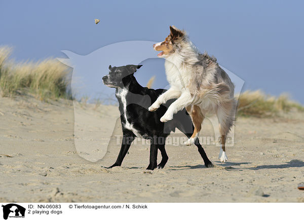 2 playing dogs / NN-06083