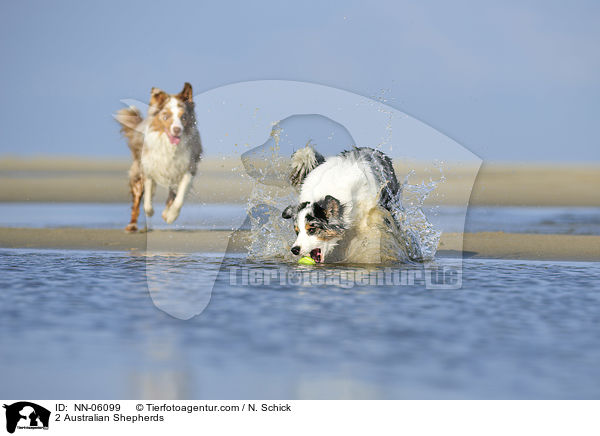2 Australian Shepherds / NN-06099